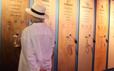 Visitors at Core can interact with our Terpene Wall to gain an understanding of the terpenes that are found in cannabis. #terpenes #terpeneexhibit #coremuseum #socialjusticecannabismuseum #bostonmuseum #cannabismuseum