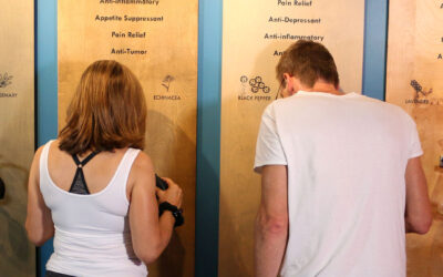 Terpenes are the aromatic compounds in cannabis that give each strain a unique fragrance. Just like aromatherapy- it is the combination of terpenes alongside cannabinoids that endow each strain with a specific psychoactive personality. Experience the aromas of cannabis at our Terpene exhibit, “Riot of Perfumes.” #riotofperfumes #core #corecannabismuseum #terpenes #bostonmuseum #cannabismuseum