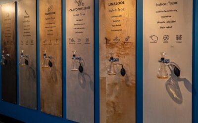 Seed your Senses! Our #Terpene Wall is an interactive, educational terpene experience. It takes terpenes from an abstract concept to something you can see, smell and touch. #FreeCannabisMuseum #museum #terpenewall #science #interactive #CoreCannabisMuseum