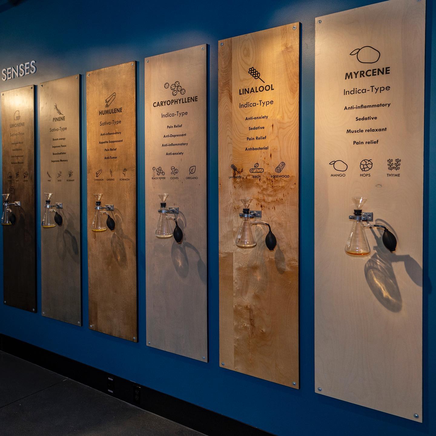 Seed your Senses!
Our Wall is an interactive, educational terpene experience. It takes terpenes from an abstract concept to something you can see, smell and touch.