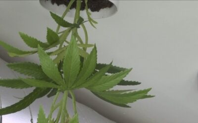 Thanks to @newscentermaine for profiling our new exhibit, Seed 2 Soul, at our Portland museum. We want this to be a community space where people can learn and have fun! Come visit us! #cannabis #cannabisjustice #justice #cannabislegalization #marijuana #marijuanalegalization #legalization #drugwar #boston #bostonma #portland #portlandme #museum #jamaicaplain #jamaicaplainma #criminaljustice #criminaljusticereform #tuesday #tuesdaymotivation #maine