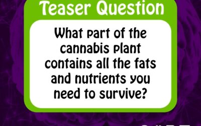 What part of the cannabis plant contains all the fats and nutrients you need to survive? — find out tonight at Head Games trivia hosted by @myfriendthecaveman #whattodoinportlandmaine #freeactivity #allages #downtownportlandmaine #trivia