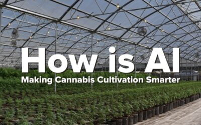 How is AI Making Cannabis Cultivation Smarter? #seedyourhead