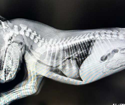 The Paws Project 8 x-ray